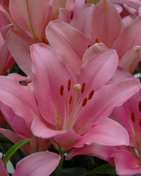 Lily 'Brindisi'