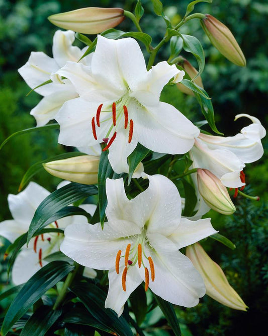 Lily 'Casa Blanca'